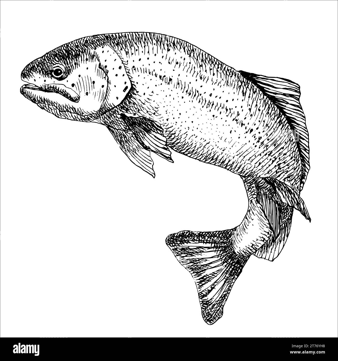 Trout fish in hand drawn strokes. Realistic drawing of the rainbow