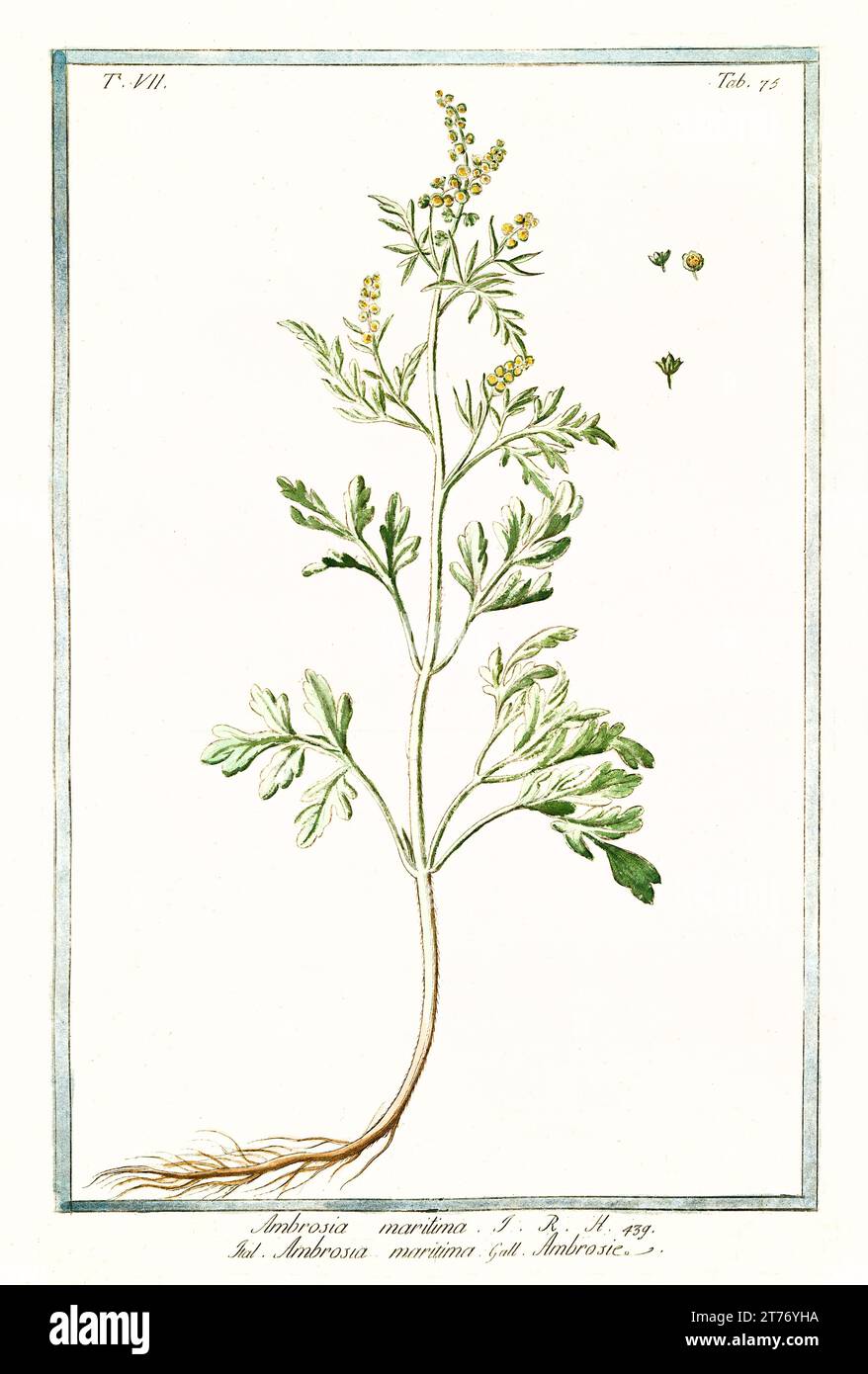 Old illustration of Sea ragweed (Ambrosia maritima). By G. Bonelli on Hortus Romanus, publ. N. Martelli, Rome, 1772 – 93 Stock Photo