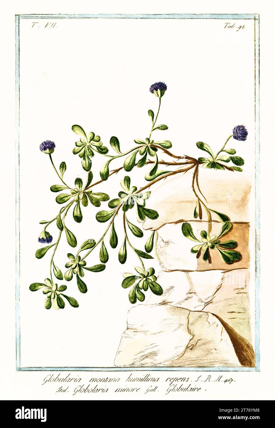 Old illustration of  Globularia repens. By G. Bonelli on Hortus Romanus, publ. N. Martelli, Rome, 1772 – 93 Stock Photo