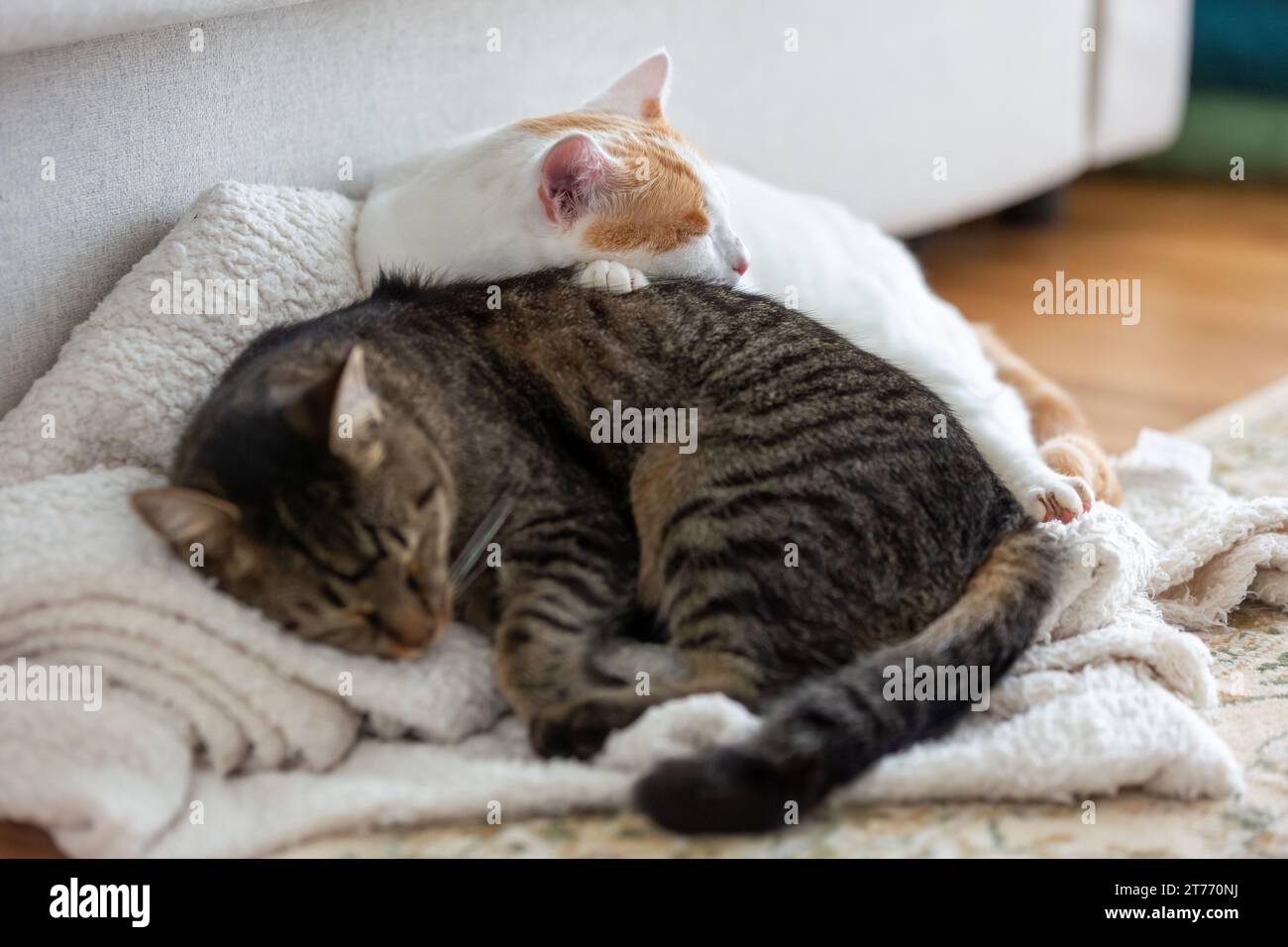 Two cute domesticated cats sleeping on the floor Stock Photo - Alamy