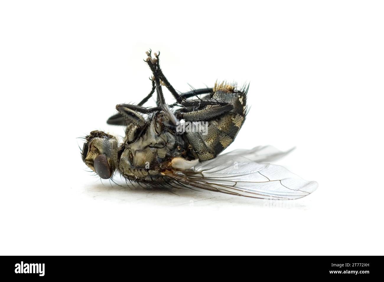 dead blowfly (Calliphora vicina) lying on its back, close-up, in front of white background, Munich, Bavaria, Germany, Europe Stock Photo