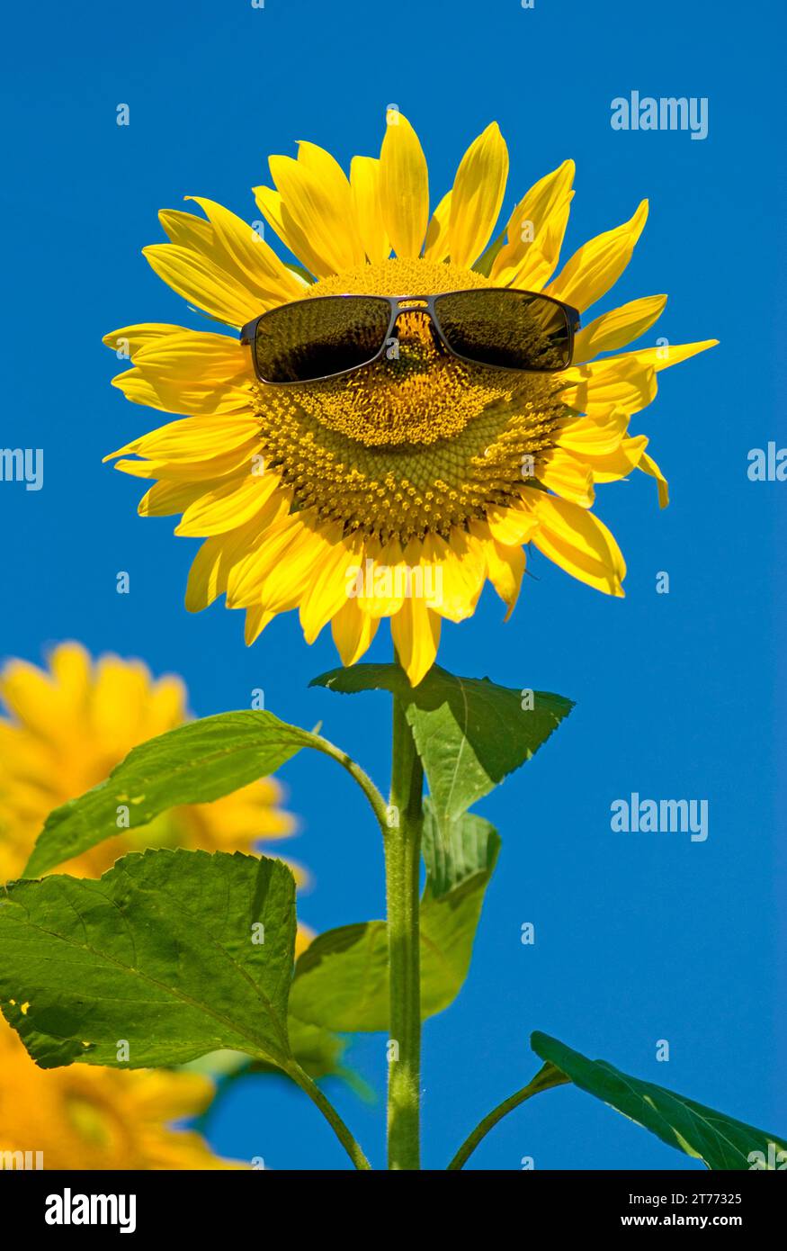 sunflower (Helianthus Anuus) with sun glasses smiling in Bavaria, Germany Stock Photo