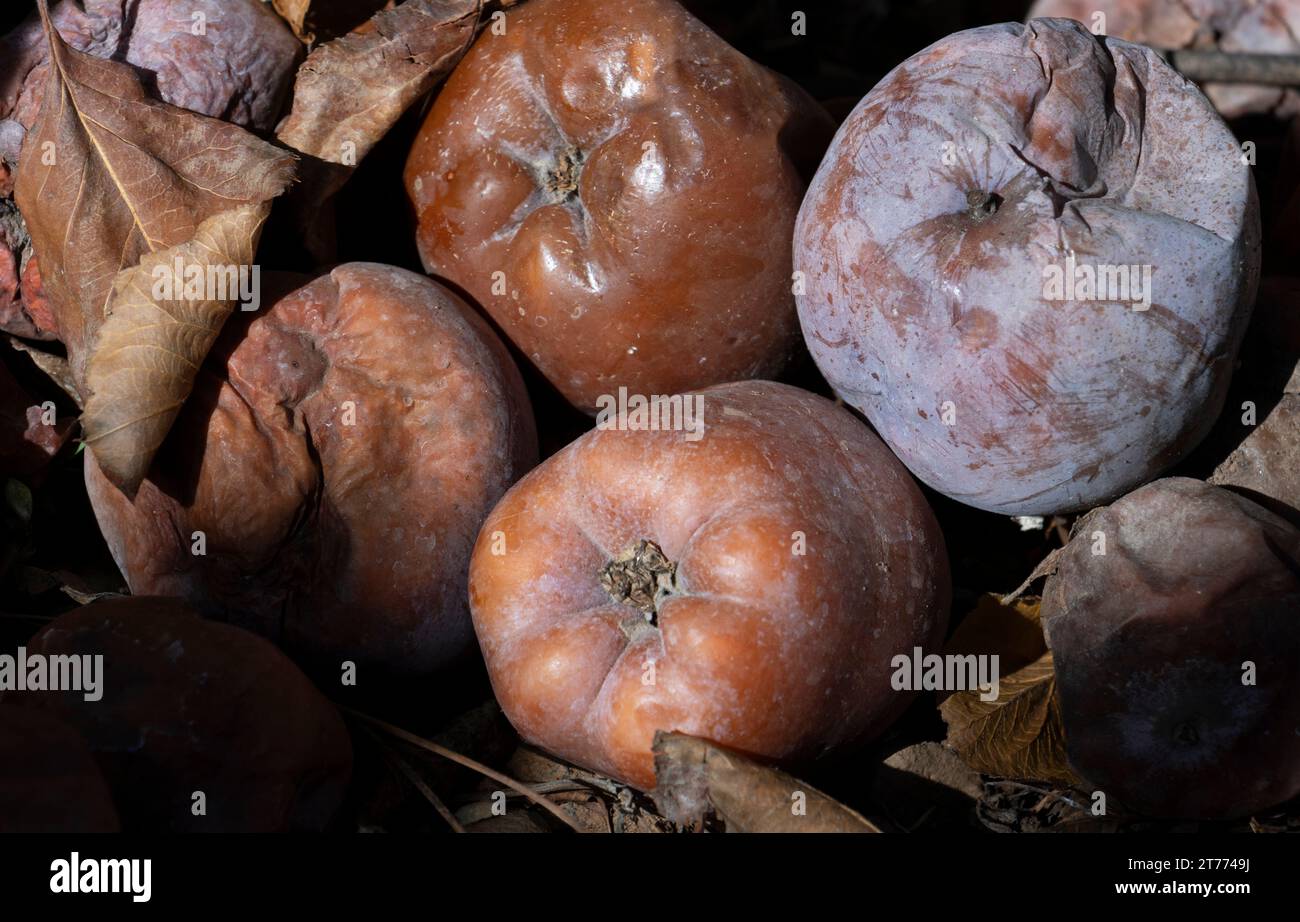 Apples overripe, on a ground of earth and leaves in brown tones. brown fruit. autumnal look. Stock Photo