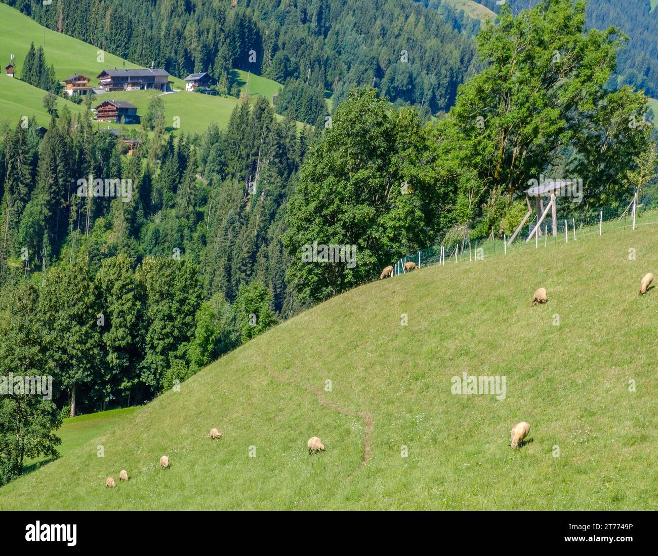 Sheep grazing on steeply sloping pastures with tall trees & houses in background in Alpine village of Alpbach, Austria. Stock Photo
