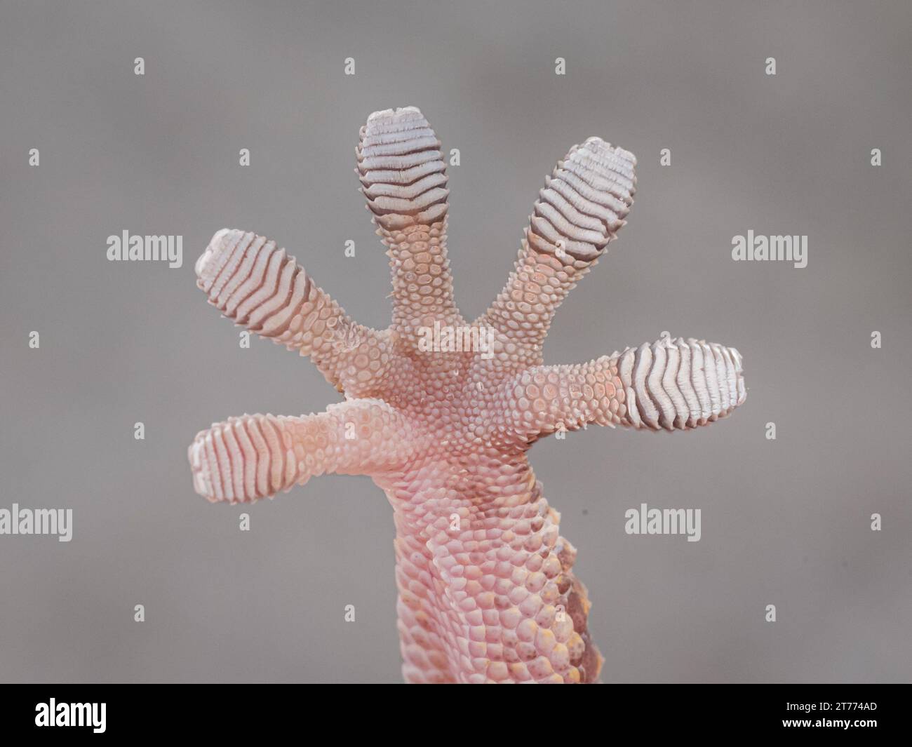 A closeup of a lizard's foot, featuring its whitespotted toes Stock