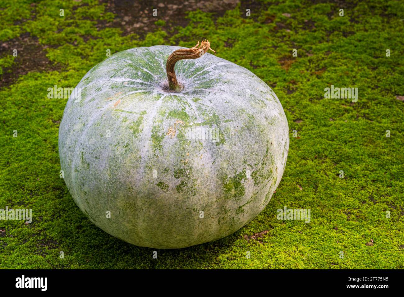 Closeup view of round unpeeled benincasa hispida aka wax gourd, white gourd or ash pumpkin outdoors isolated on green moss background Stock Photo