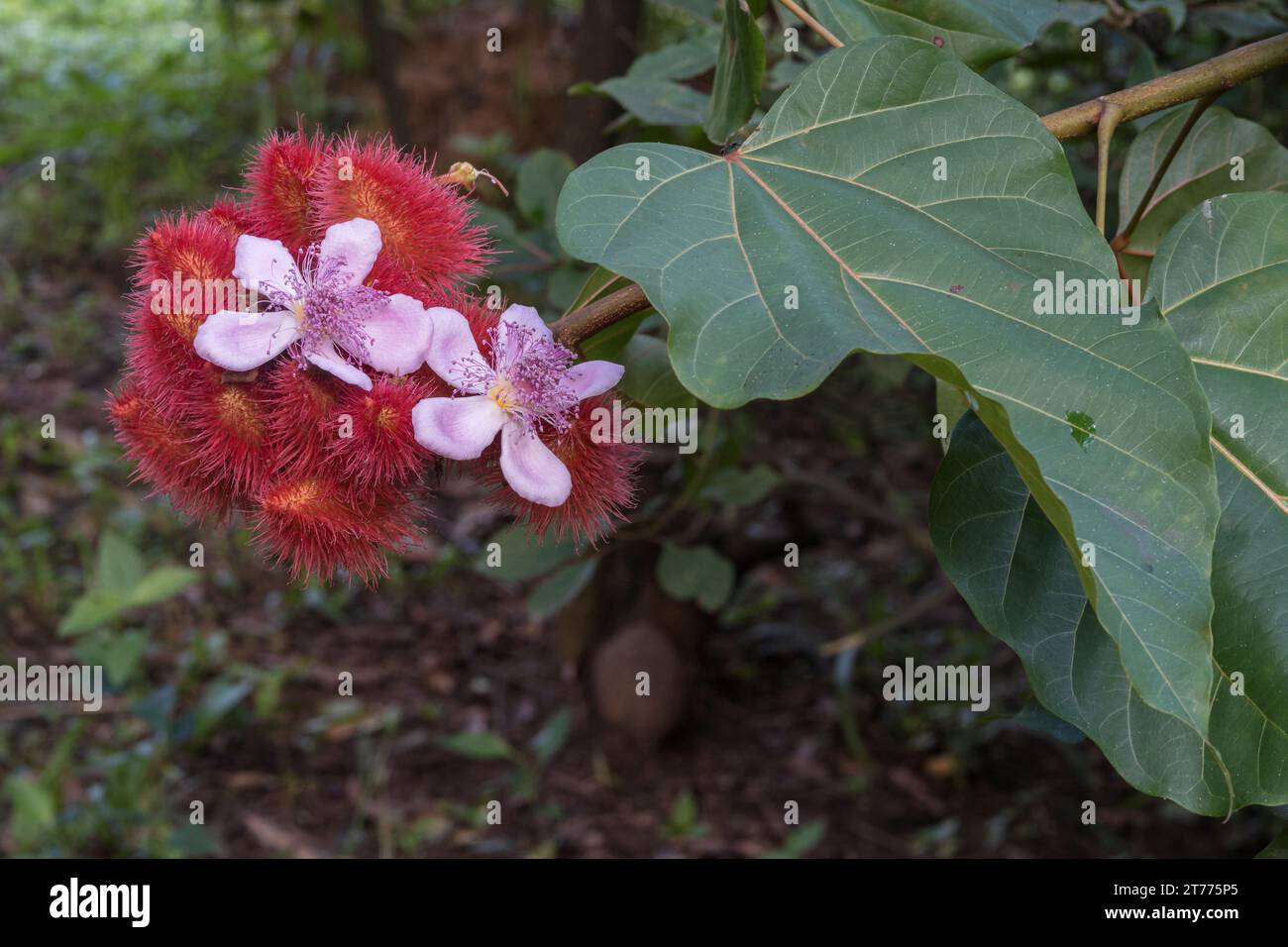 Closeup view of pink flowers, young red fruits and foliage of bixa orellana aka achiote or lipstick tree outdoors on natural background Stock Photo