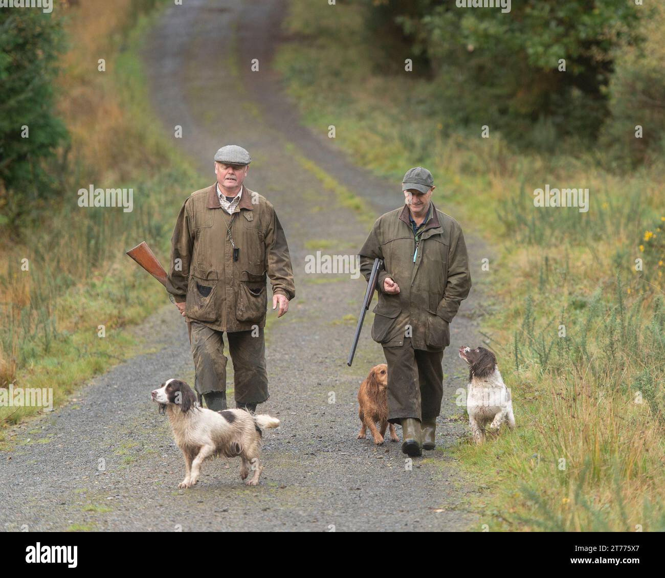 two men shooting pheasants with their dogs Stock Photo