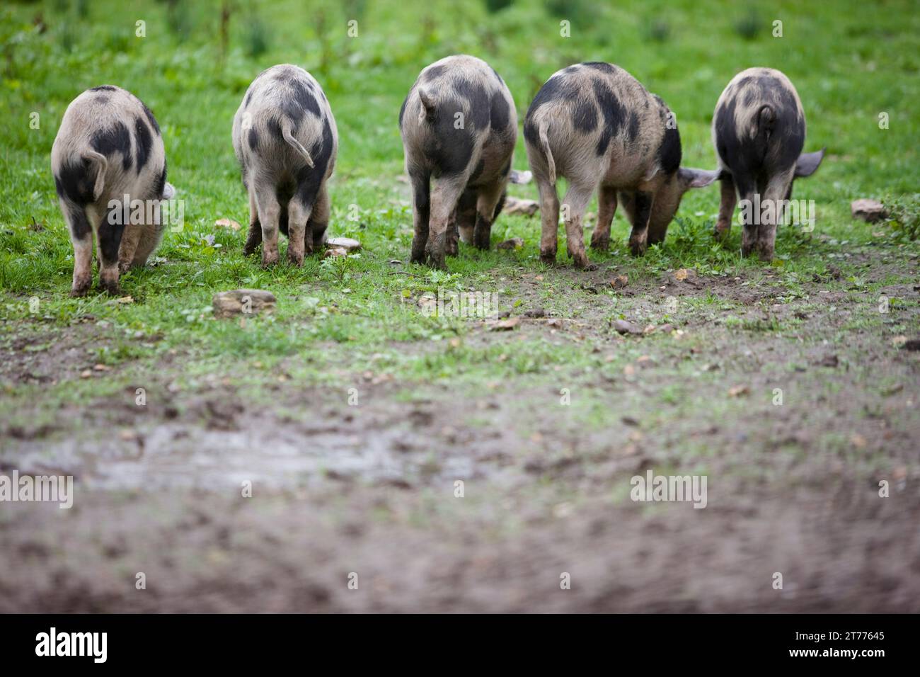 Back view of spotty piglets eating Stock Photo - Alamy