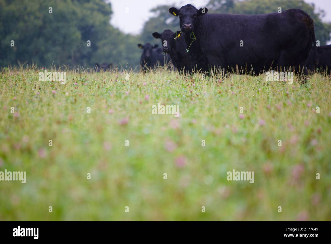 Black cows grazing in a field Stock Photo - Alamy
