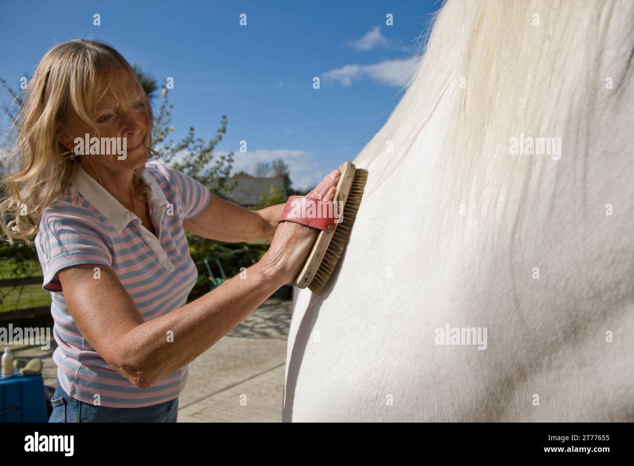 Mature woman brushing a horse Stock Photo