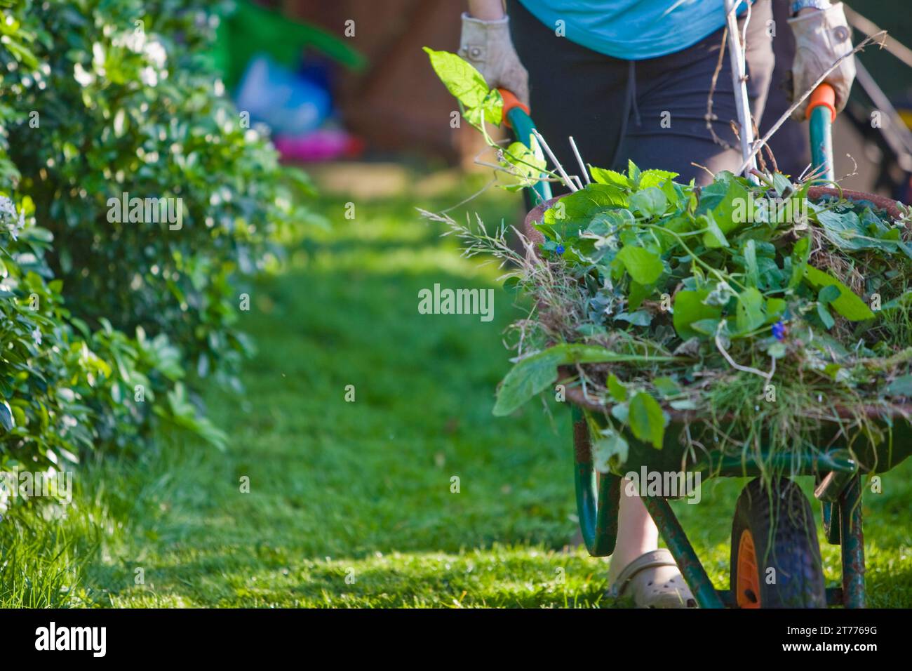 Close up of a gardener hands pushing a wheelbarrow filled with weeds ...