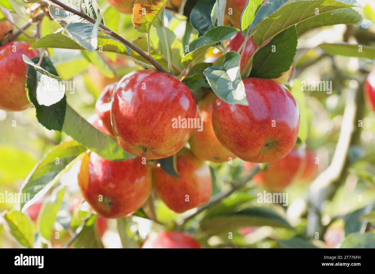 Horizontal close up bunch hi-res stock photography and images - Alamy