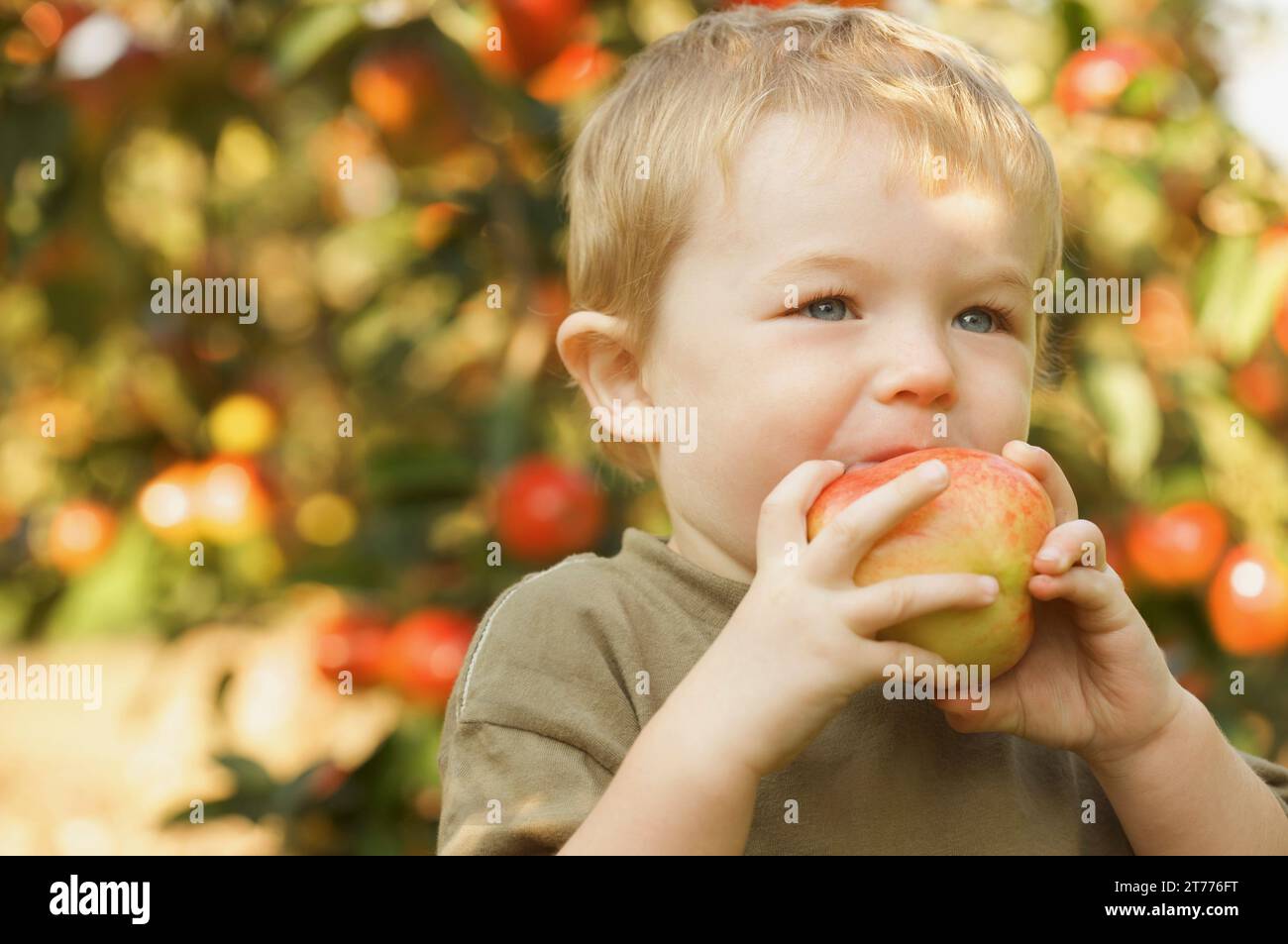 Close up of a young boy standing in an apple orchard biting an apple Stock Photo