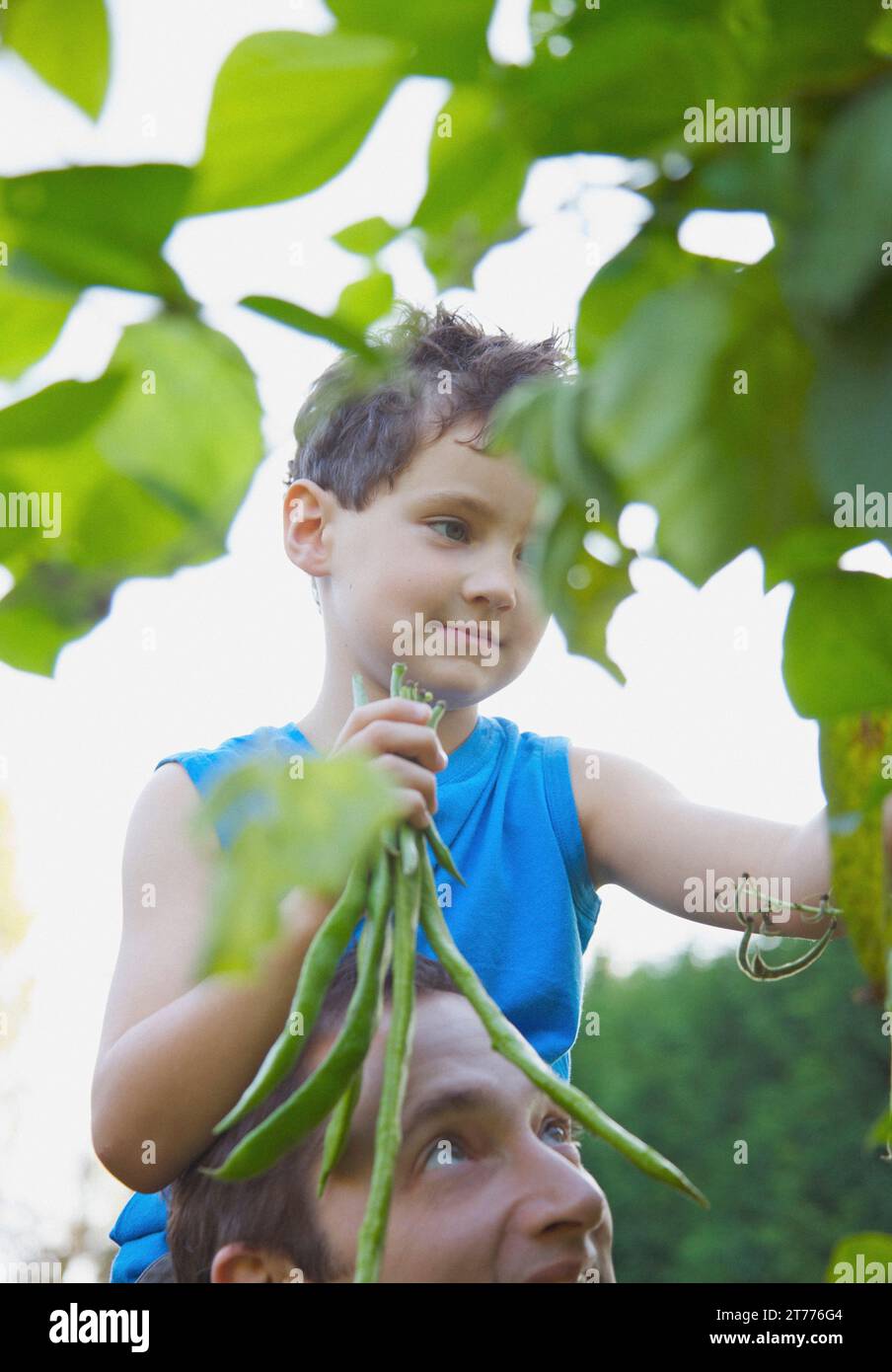 Young boy sitting on man shoulders holding a bunch of runner beans Stock Photo