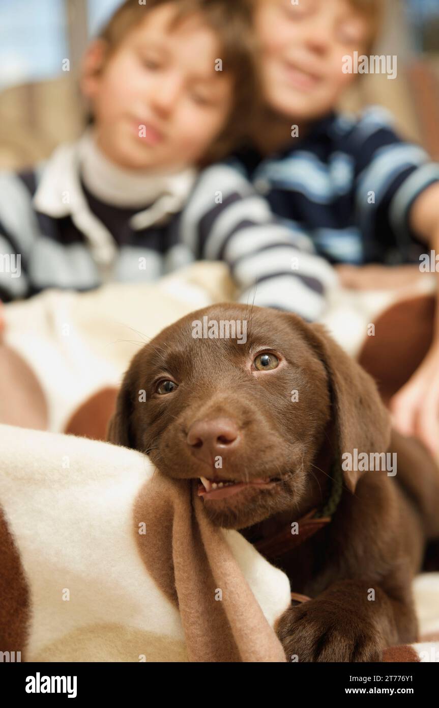 Labrador puppy chewing a blanket with two boys looking on Stock Photo