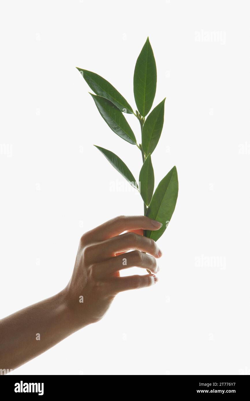 Woman's Hand Holding Green Leafed Twig Stock Photo