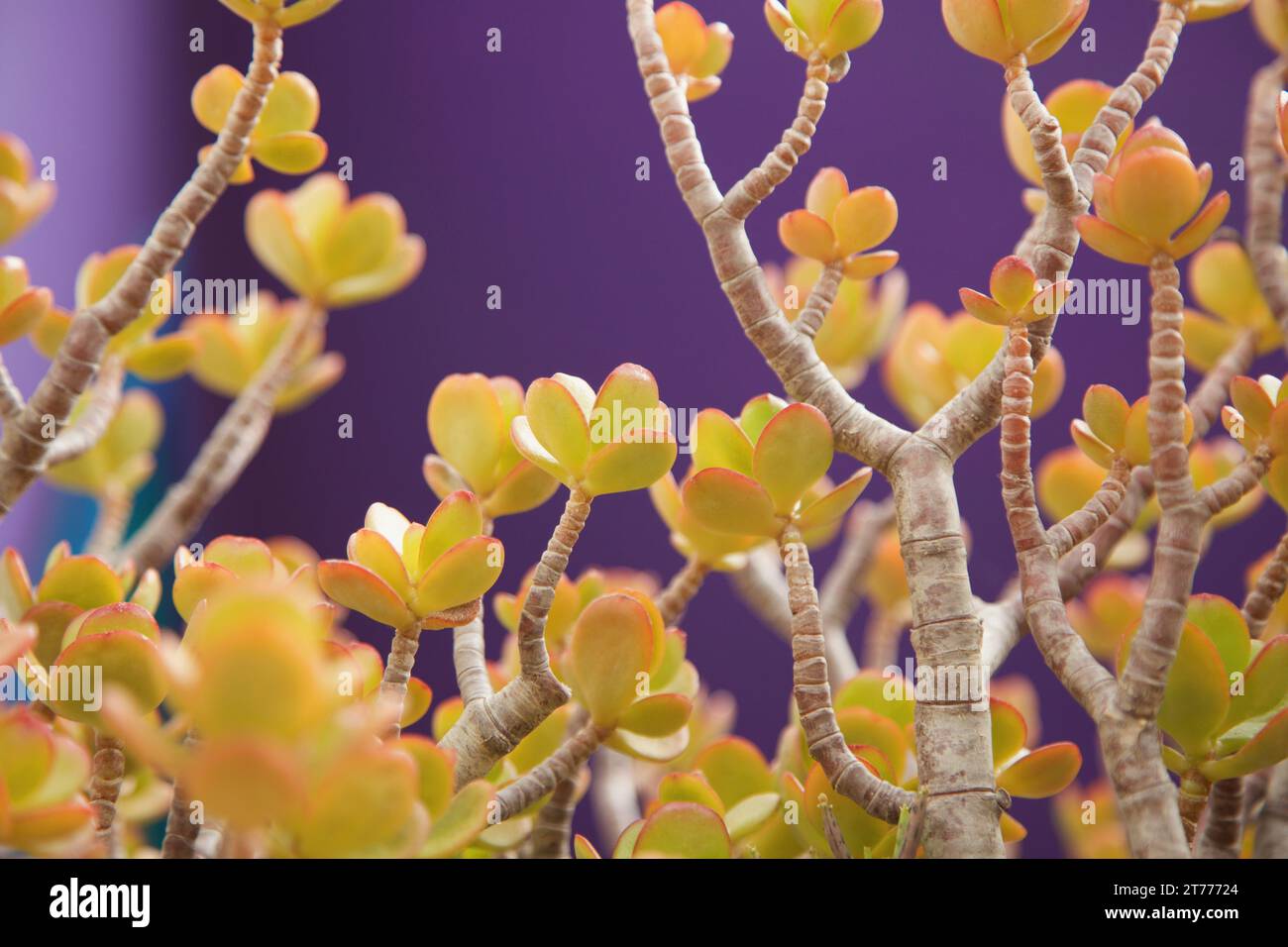 Succulent Plant, Close-up view Stock Photo