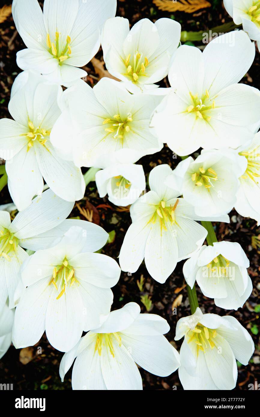 Close up of White Lilies Stock Photo