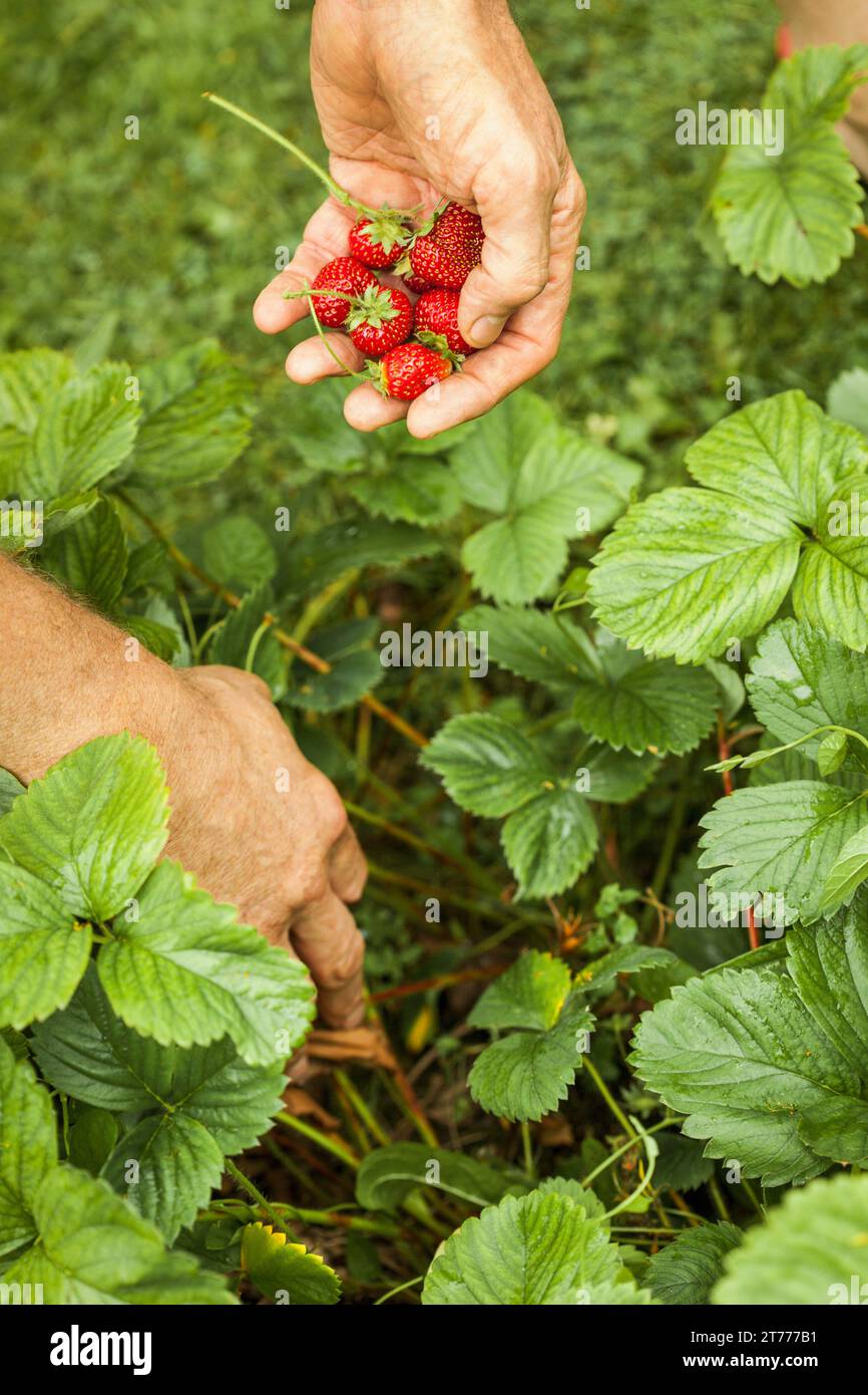 Man Picking Strawberries, Close-up view Stock Photo