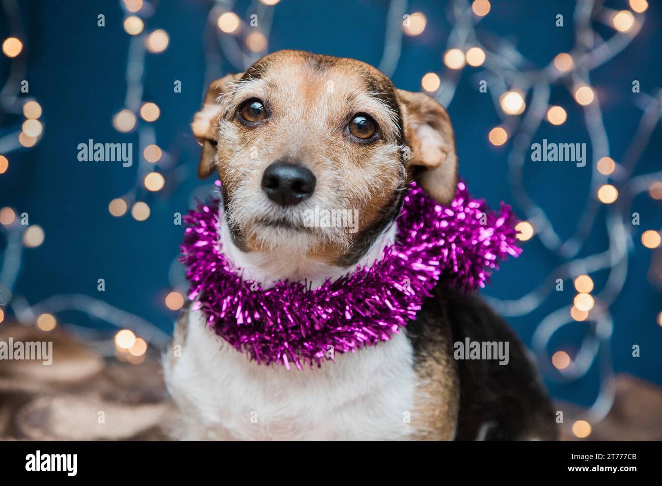 Dog Wearing Christmas Tinsel Stock Photo Alamy