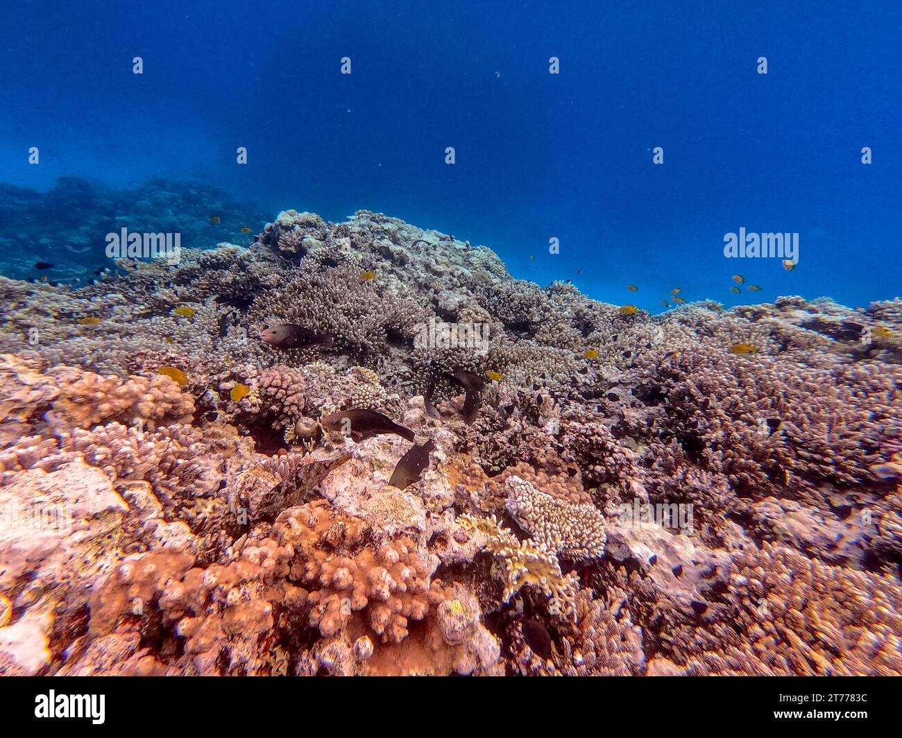 Underwater panoramic view of coral reef with tropical fish, seaweeds ...