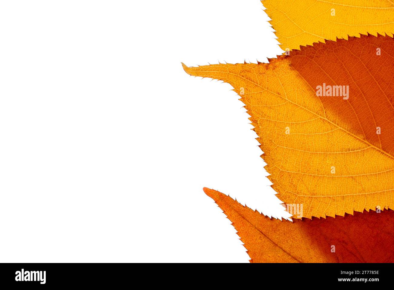 autumn leaf with on white background with space for text Stock Photo ...