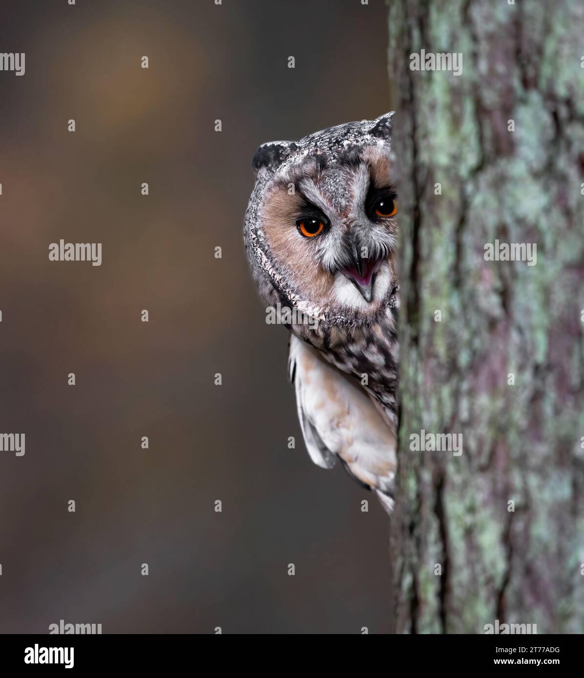 Long Eared Owl peeping around the side of a tree, screeching Stock Photo