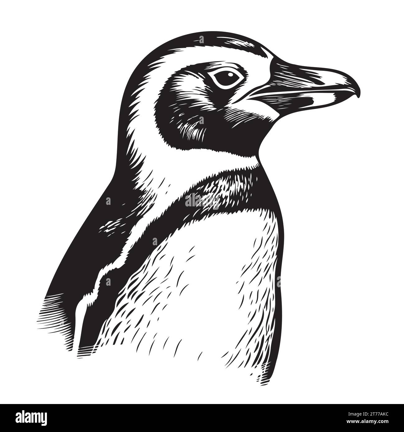 Penguin portrait head sketch hand drawn sketch, engraving style vector