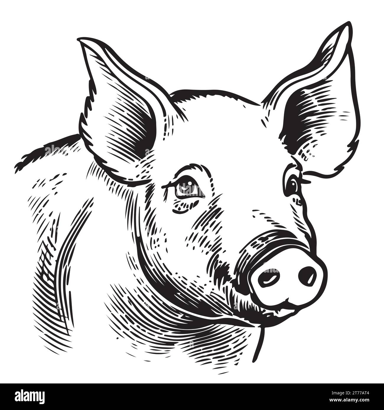 Real Pig Face Drawing