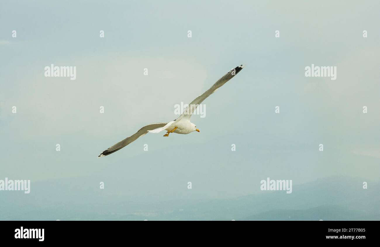 A seagull in Amvrakikos gulf in Greece Stock Photo