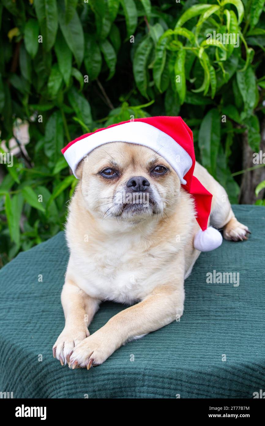 Christmas puppy dog Stock Photo Alamy
