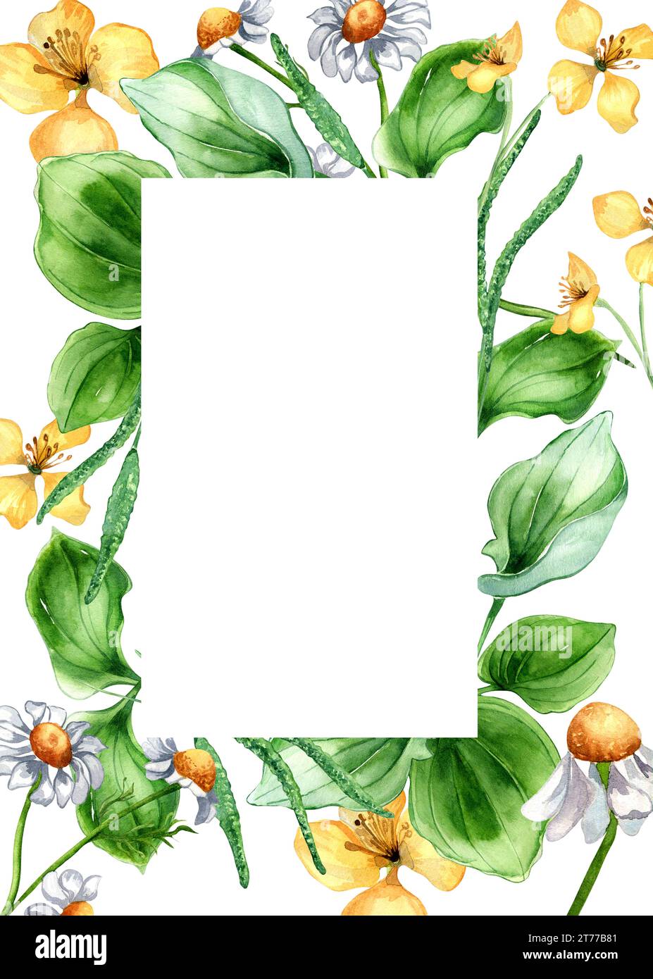 Frame of plantago broadleaf, celandine plants watercolor illustration isolated on white background. Plantain, chamomile, herb, psyllium hand drawn. De Stock Photo