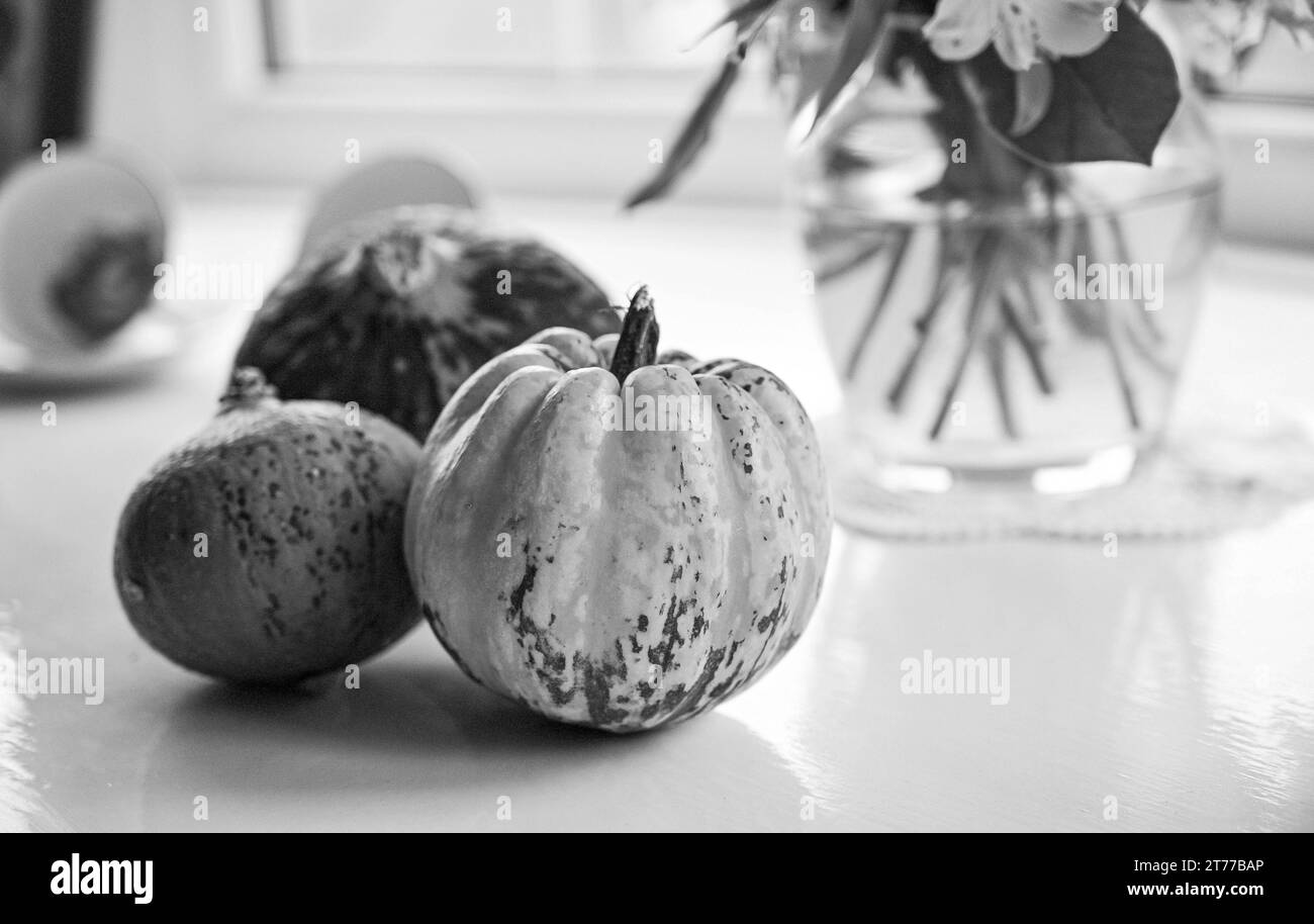 Collection of small squash gourds and pumpkins for Autumn still life Stock Photo