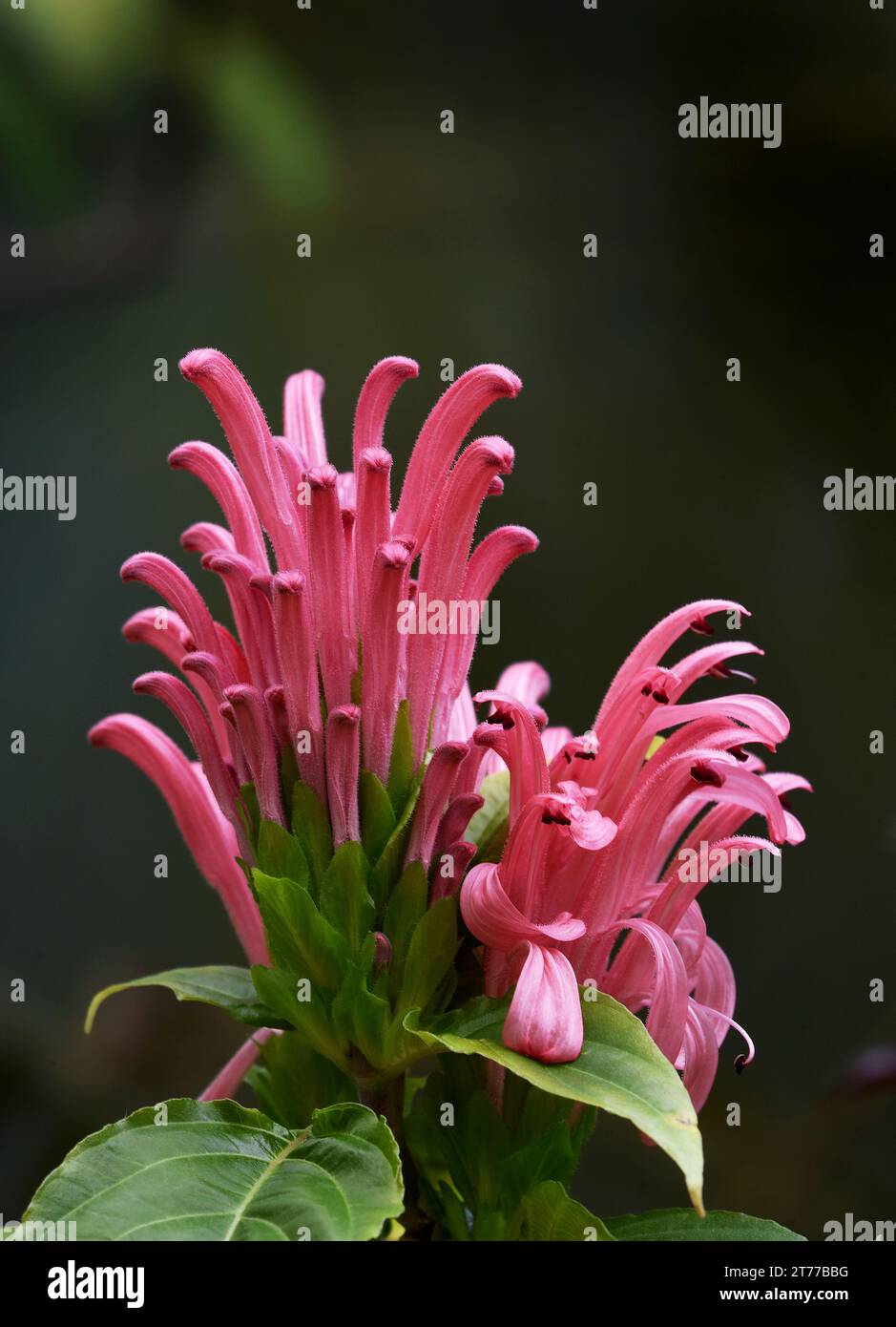 Single pink Justicia carnea, Brazilian plume flower, against a green background Stock Photo