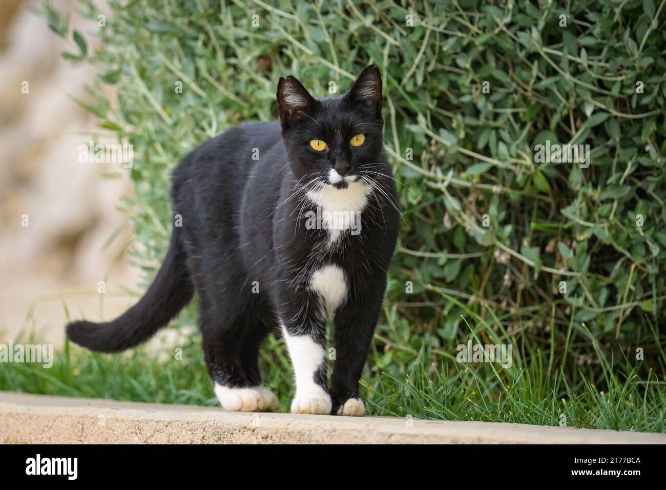 Portrait of a black and white cat walking on a wall Stock Photo - Alamy