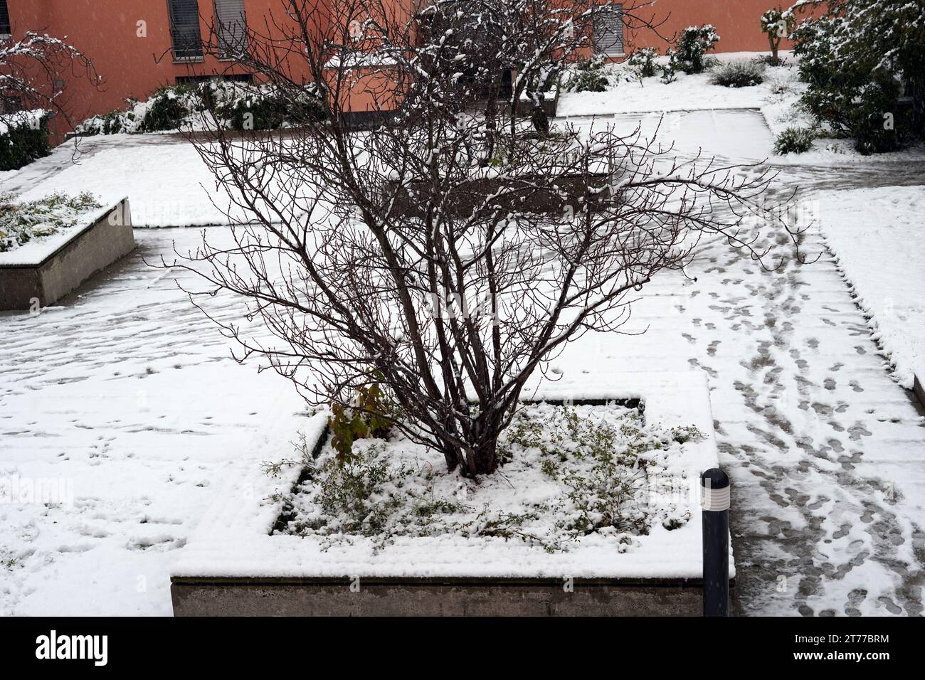 Yard with shrubs in winter under snow captured from an open window. The snow has not been cleared away, there are shoe imprints. Stock Photo