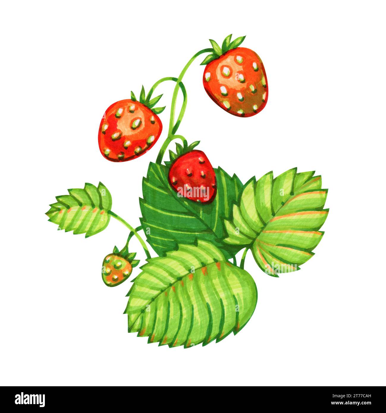 Botanical marker sketch - forest strawberries. Watercolor style Illustration isolated on white. Stock Photo