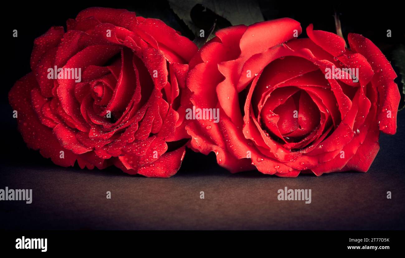 Congratulations card with roses hi-res stock photography and images - Alamy