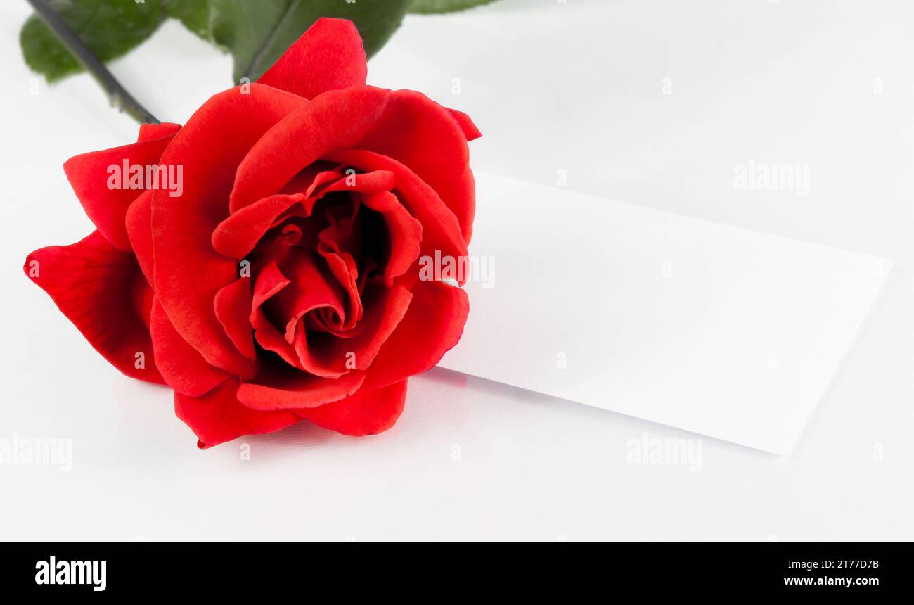 red rose and blank gift card for text on white background,greeting ...