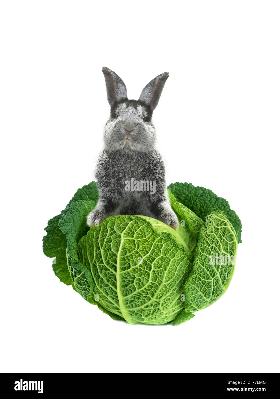 grey rabbit with cabbage on a white background Stock Photo