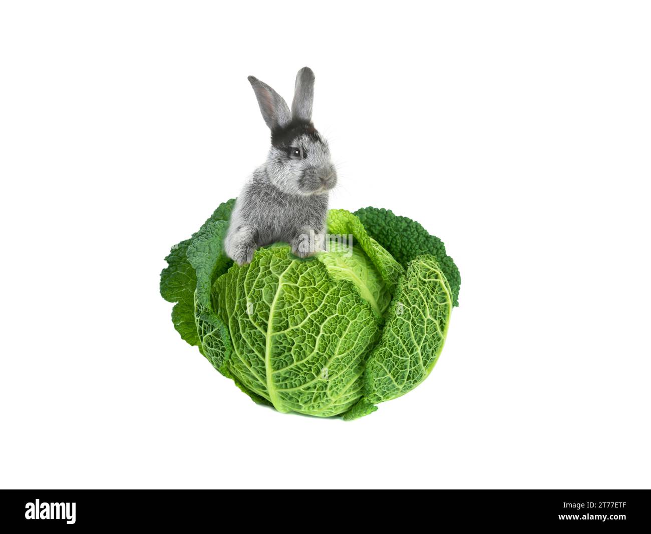 grey rabbit with cabbage on a white background Stock Photo