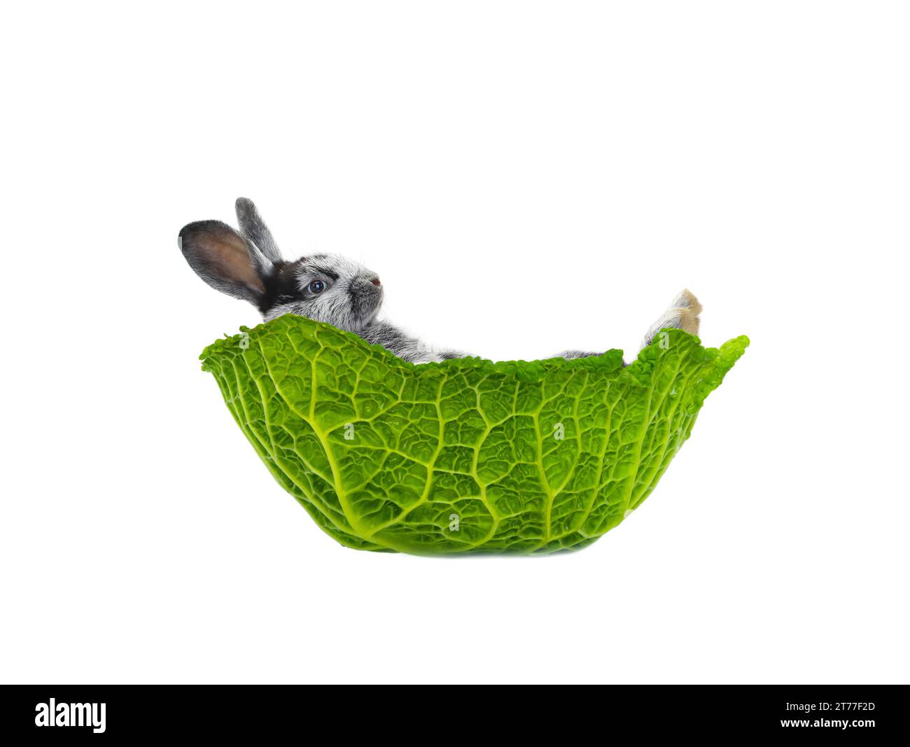 rabbit lies in a cabbage leaf isolated on a white background Stock Photo