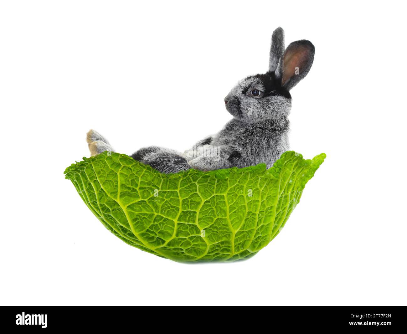 the rabbit lies in a cabbage leaf isolated on a white background Stock