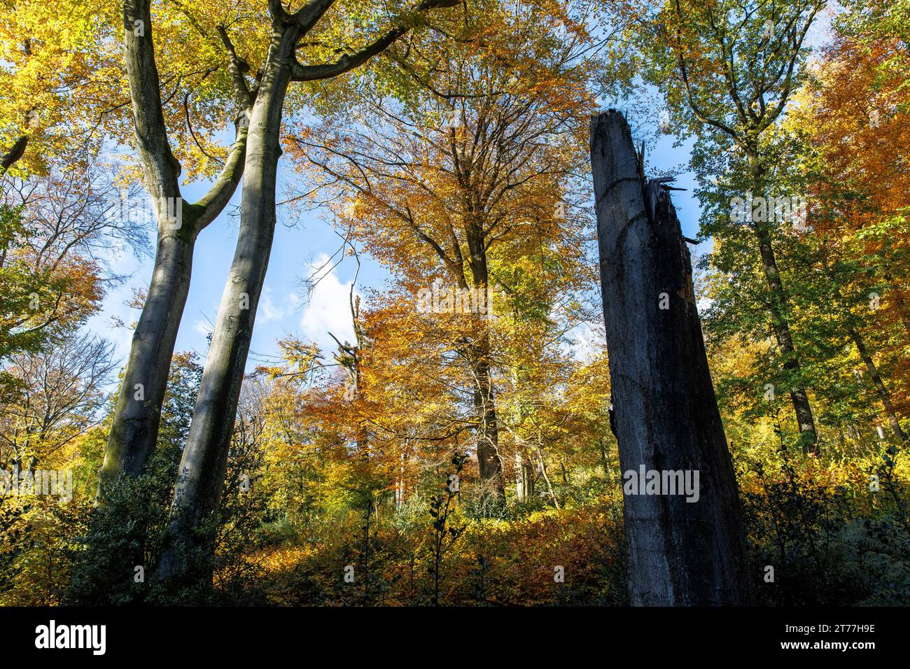 autumn in a forest at the Ruhrhoehenweg track in the Ardey mountains near Wetter on the river Ruhr, North Rhine-Westphalia, Germany. Herbst im Wald am Stock Photo