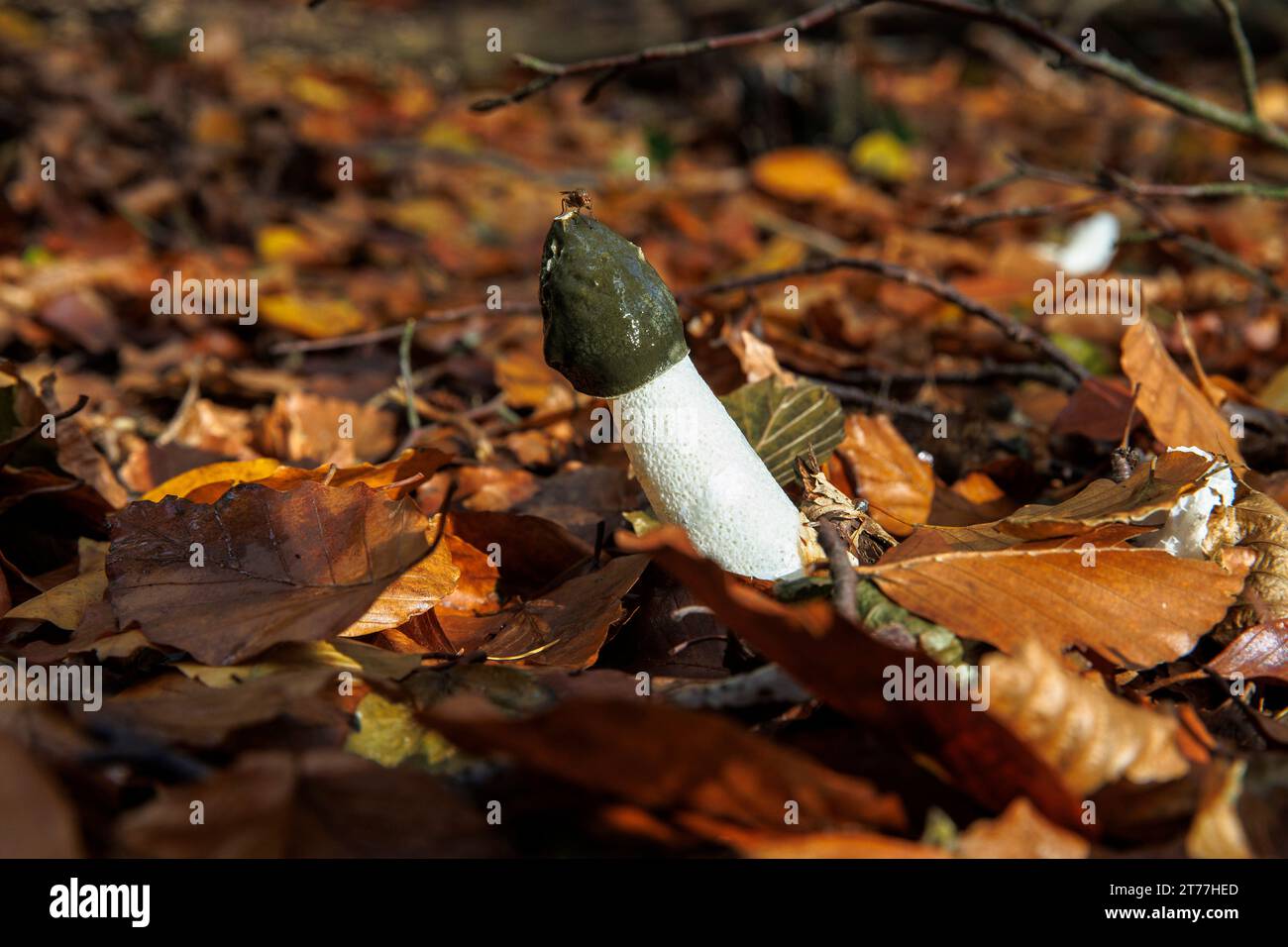 common stinkhorn (Phallus impudicus) in a forest at the Ruhrhoehenweg in the Ardey mountains near Wetter on the river Ruhr, North Rhine-Westphalia, Ge Stock Photo