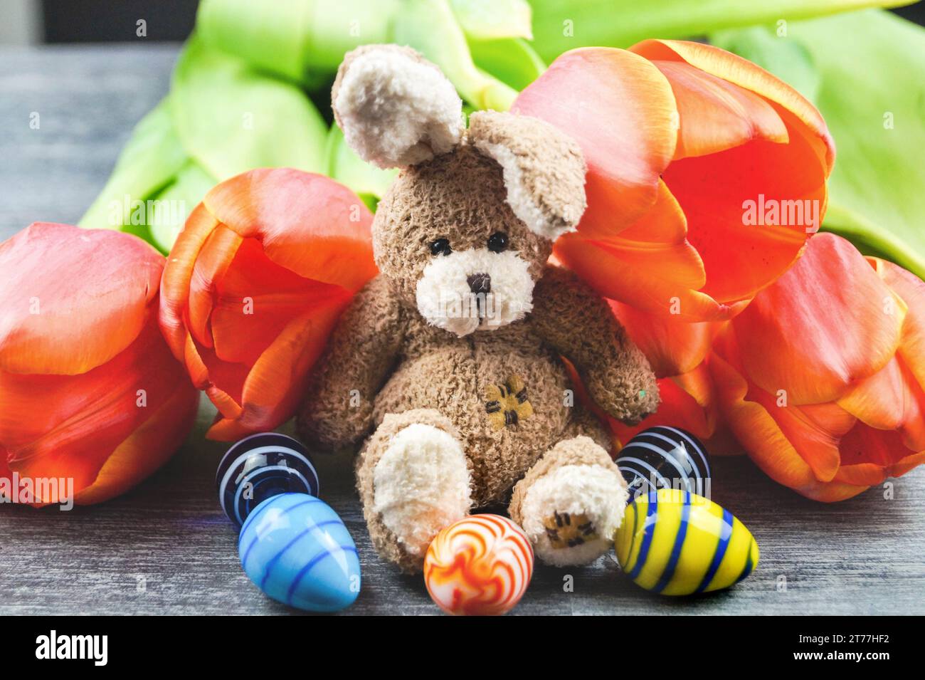 Easter bunny with Easter eggs and tulips on gray background Stock Photo