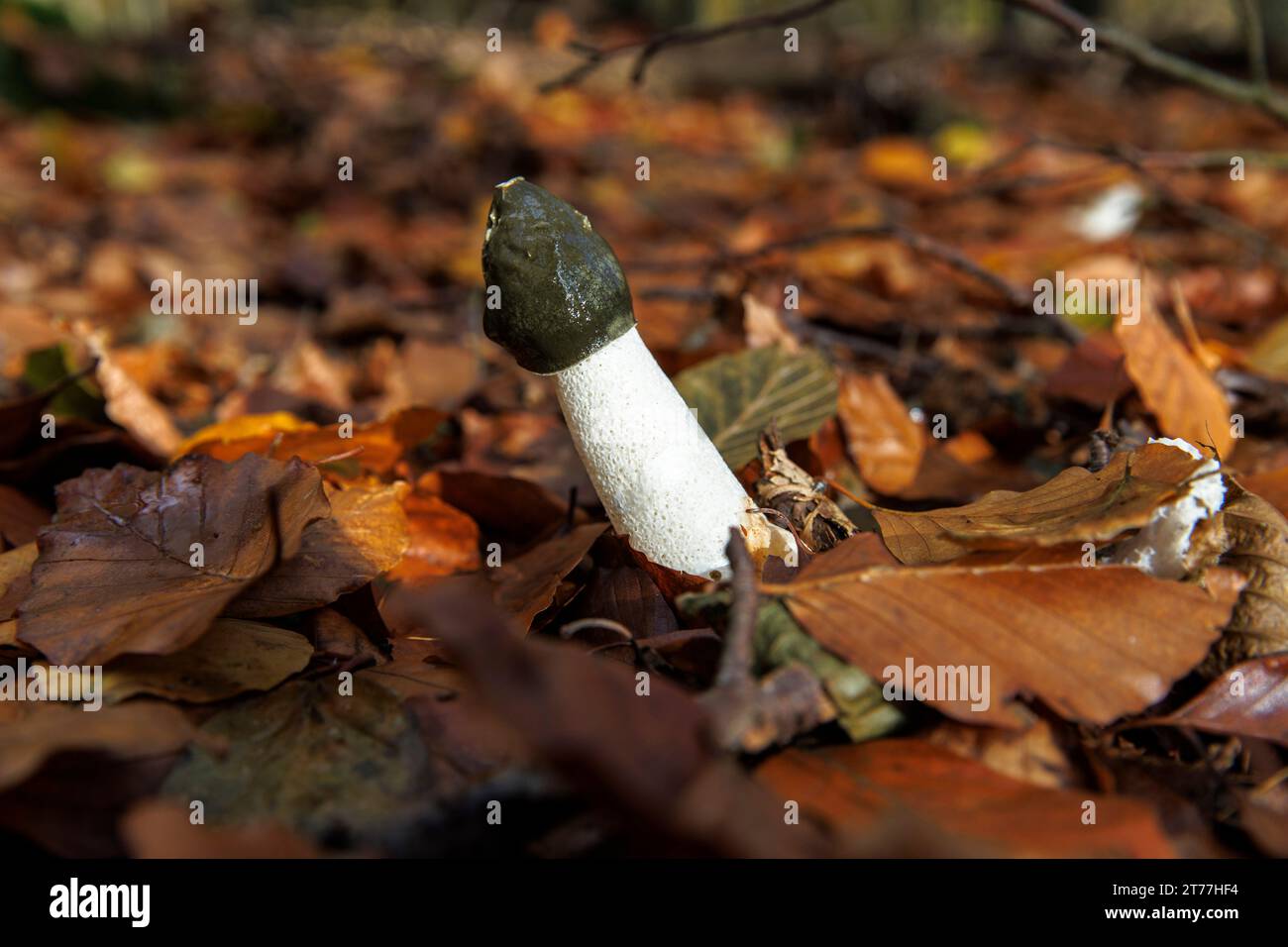 common stinkhorn (Phallus impudicus) in a forest at the Ruhrhoehenweg in the Ardey mountains near Wetter on the river Ruhr, North Rhine-Westphalia, Ge Stock Photo