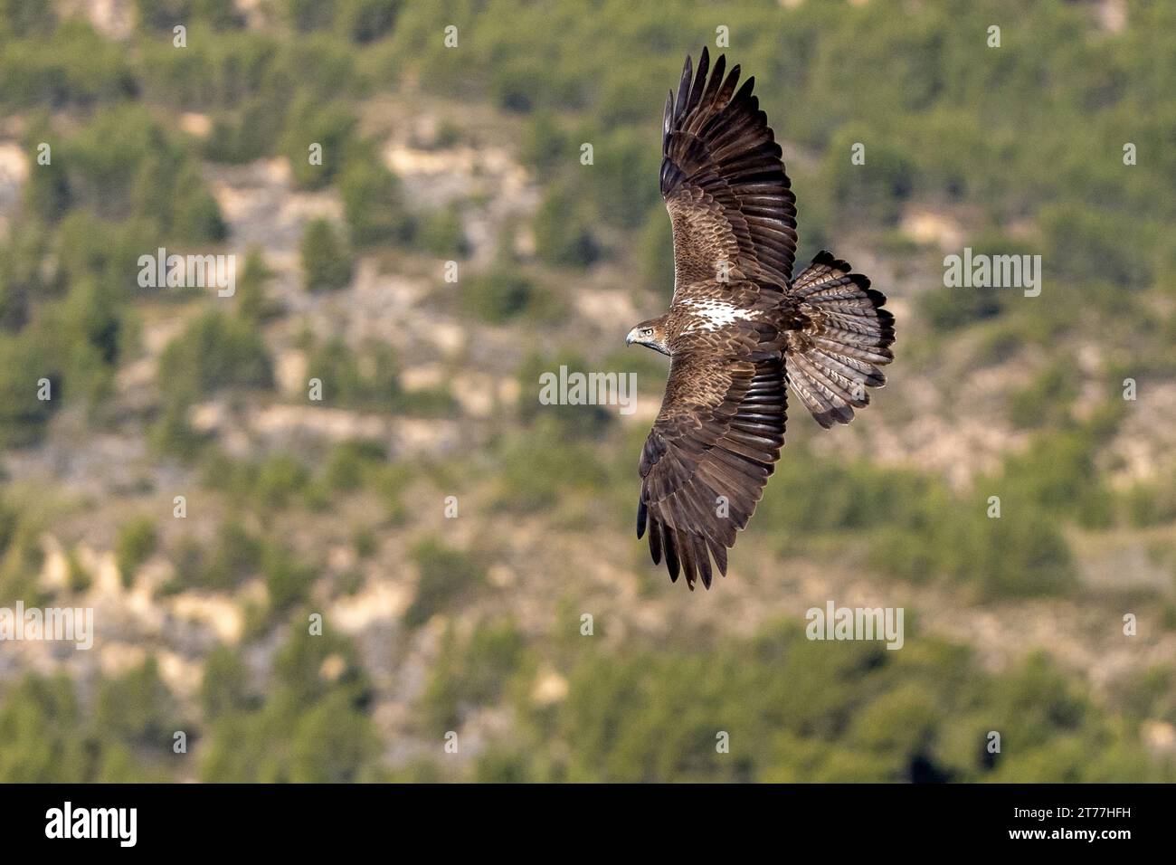 Bonellis eagle, Bonelli's Eagle (Hieraaetus fasciatus, Aquila fasciata), flying in the mountainous region, Spain, Losa del Obispo Stock Photo