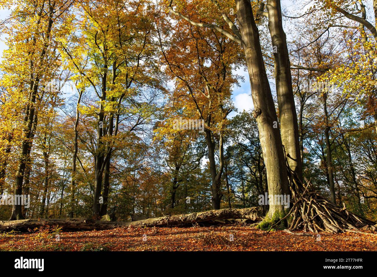 autumn in a forest at the Ruhrhoehenweg track in the Ardey mountains near Wetter on the river Ruhr, North Rhine-Westphalia, Germany. Herbst im Wald am Stock Photo